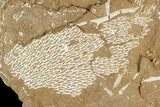 Ordovician Bryozoans (Chasmatopora) Plate - Estonia #98031-1